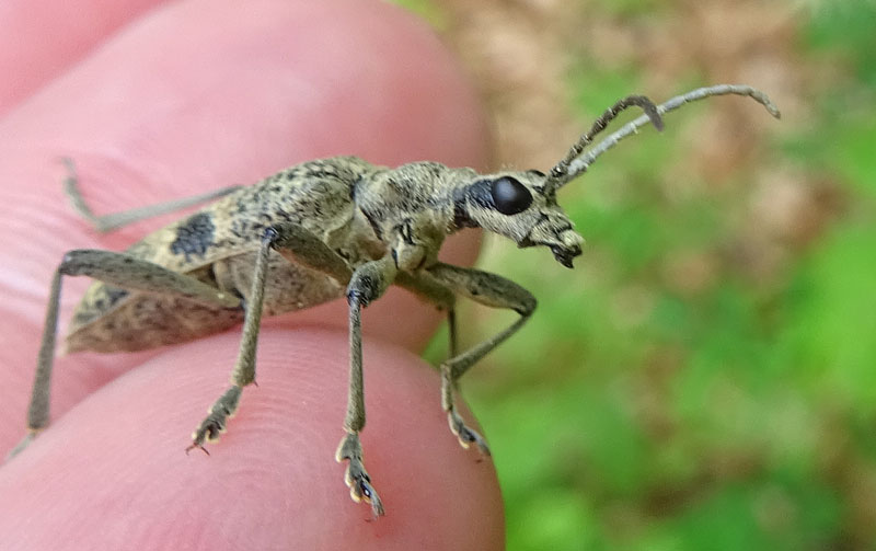 Rhagium (Megarhagium) mordax - Cerambycidae